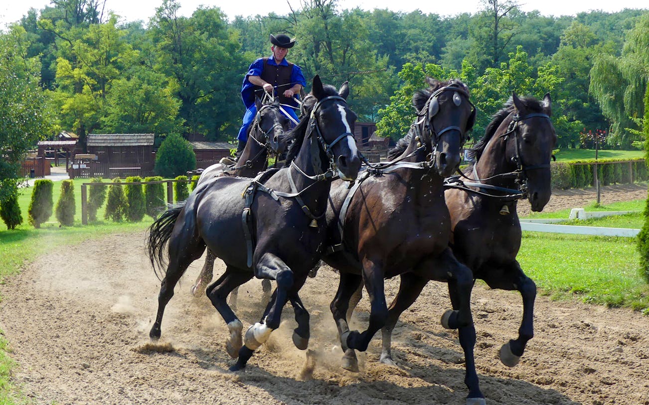 Horseman leading a team of horses at a Hungarian ranch near Budapest.