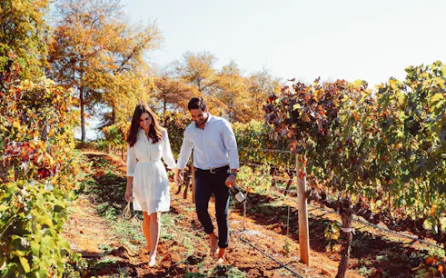 cape town'dan: stellenbosch ve franschhoek'e şarap tadımı ve rehberli ziyaretler i̇çeren cape winelands turu-1