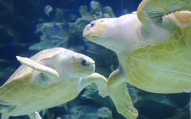 Turtles swimming at Aquaria KLCC in Kuala Lumpur.