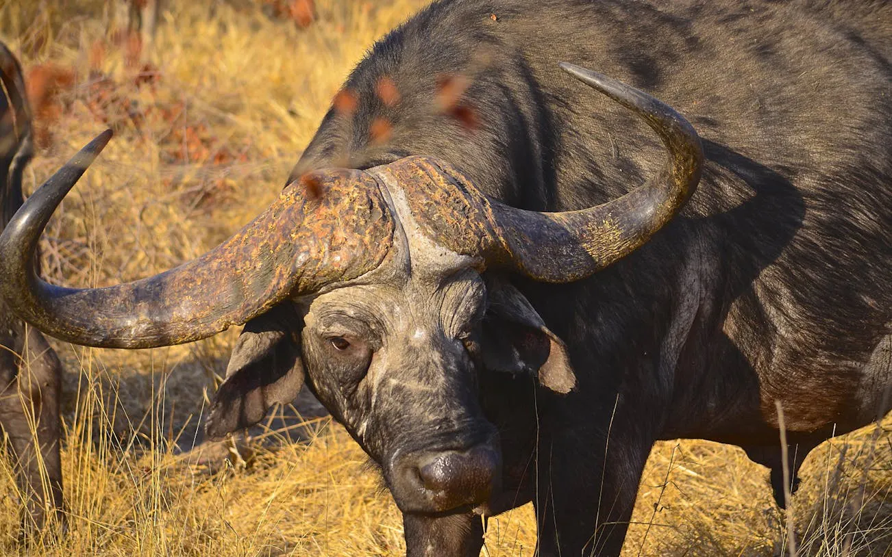 Cape buffalo grazing in Zululand grassland during safari tour.