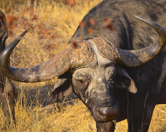 From Durban: Hluhluwe-Imfolozi Game Park Small-Group Safari with Hotel Transfers