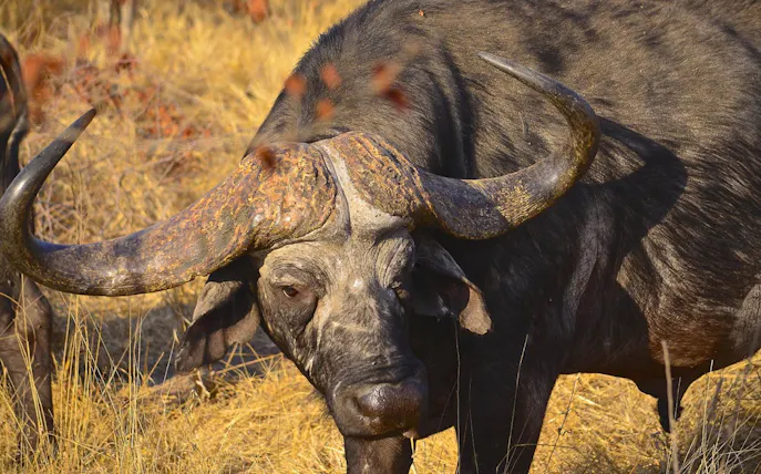 Cape buffalo grazing in Zululand grassland during safari tour.