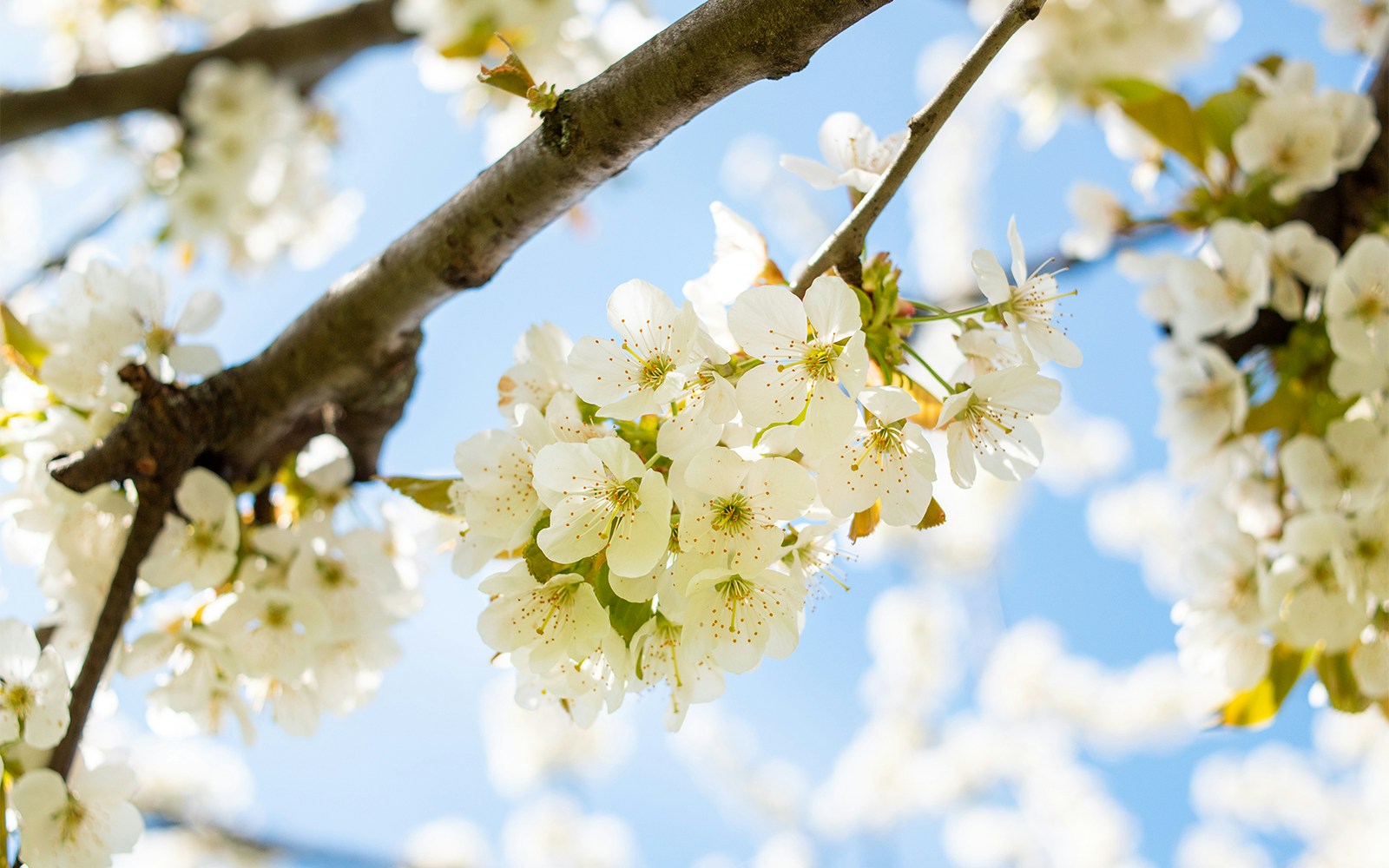 Survivor Tree 9/11 museum