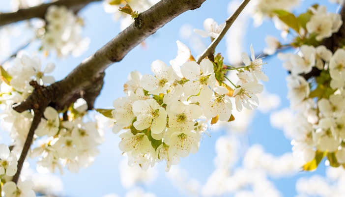 9/11 Memorial Museum Survivor Tree