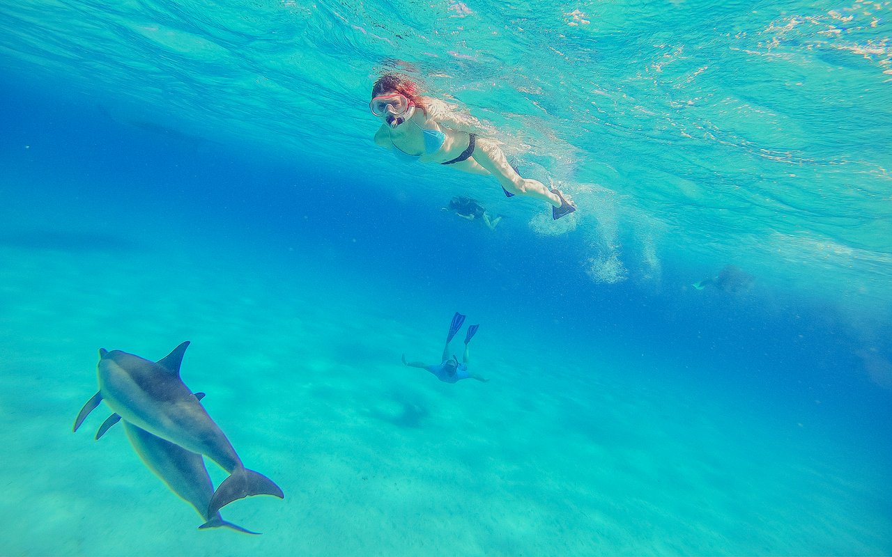 Snorkeler swimming with dolphins in the clear waters of the Red Sea, Hurghada.