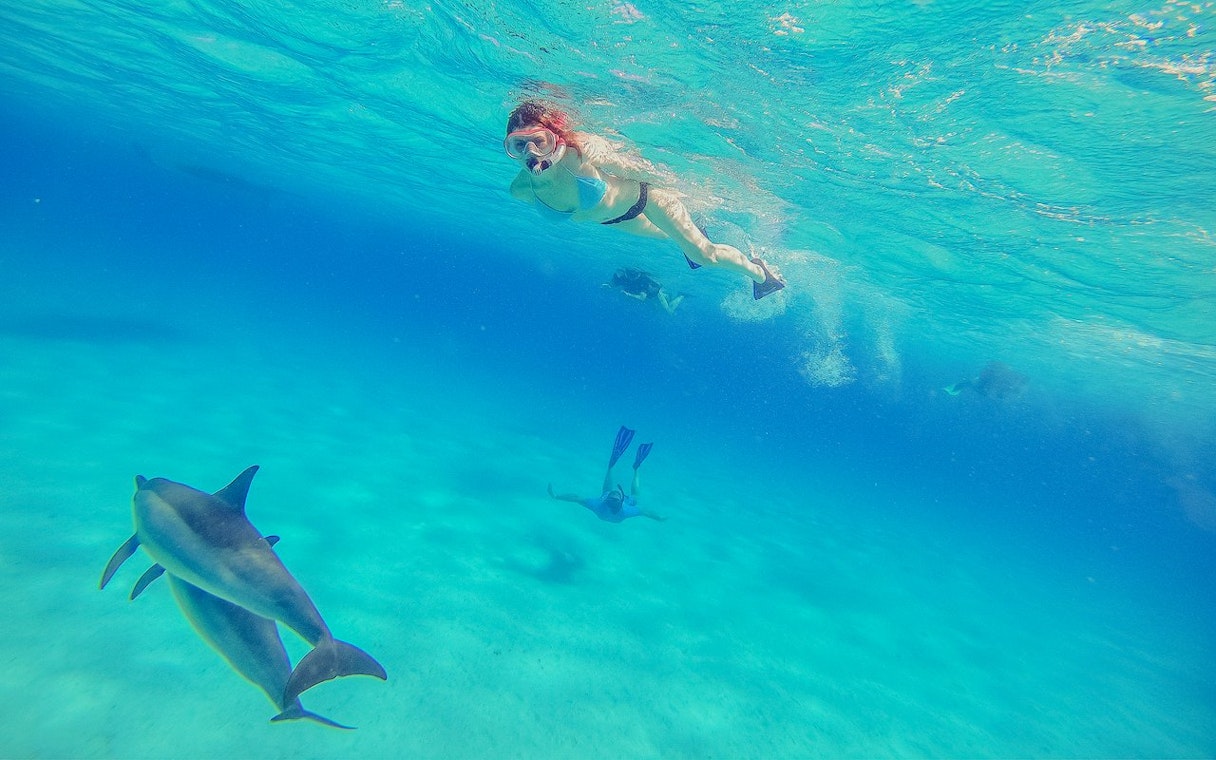 Snorkeler swimming with dolphins in the clear waters of the Red Sea, Hurghada.