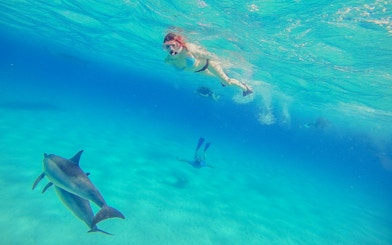 Snorkeler swimming with dolphins in the clear waters of the Red Sea, Hurghada.