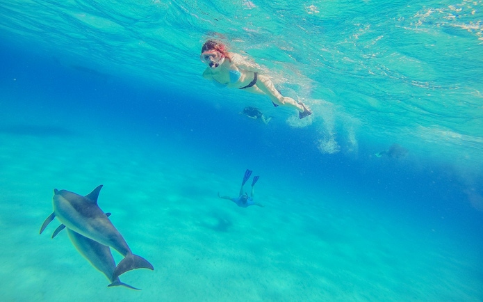 Snorkeler swimming with dolphins in the clear waters of the Red Sea, Hurghada.