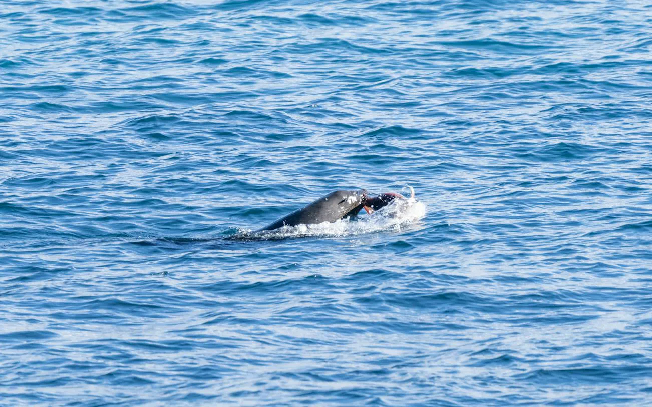 Seal swimming in the ocean during Hobart sightseeing and fishing cruise.
