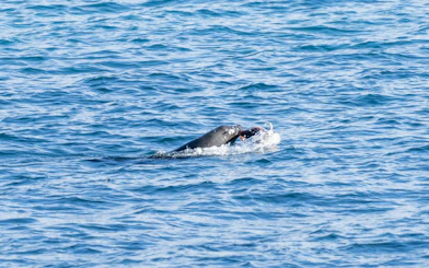 Seal swimming in the ocean during Hobart sightseeing and fishing cruise.