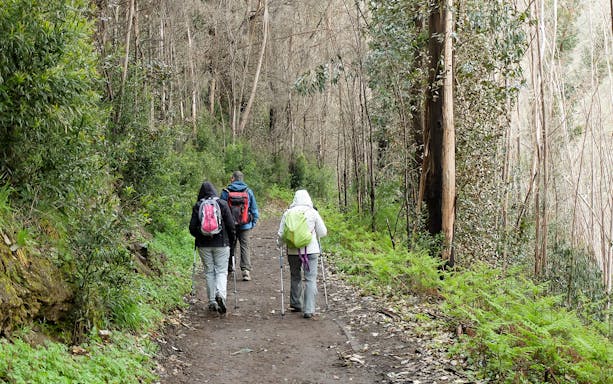 Hikers walking through lush forest on Rabaçal 25 Fountains Levada Walk, Madeira.
