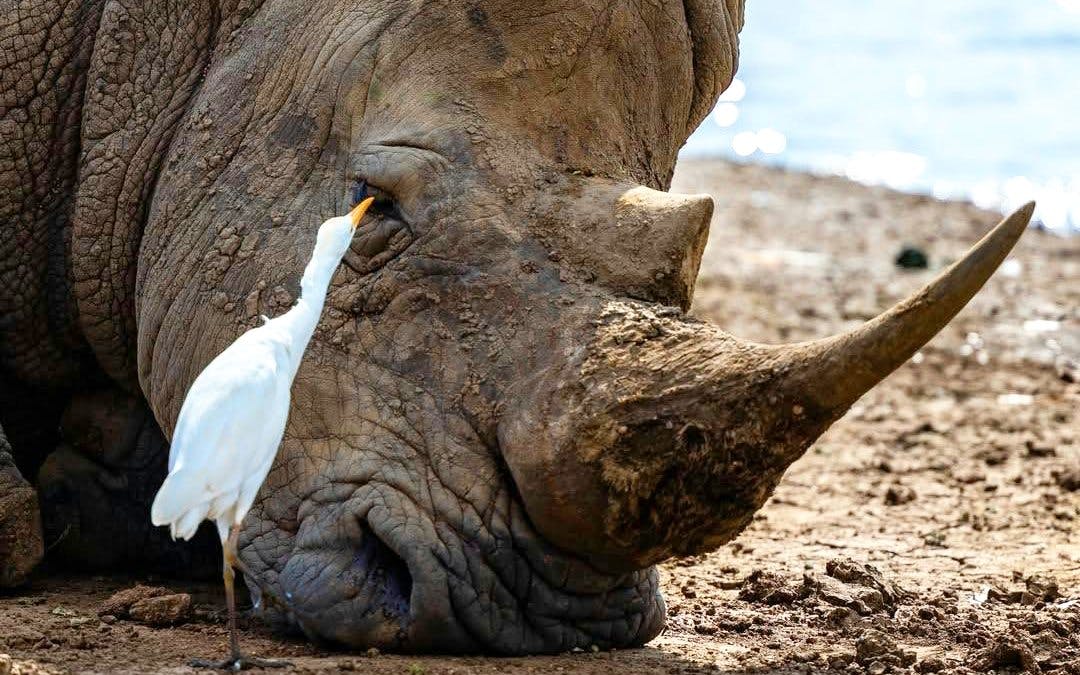 Rhino resting with an egret nearby at Nairobi National Park Safari.