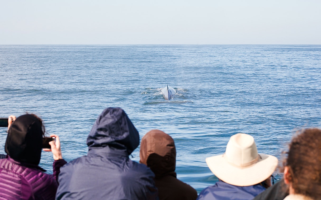 Whale surfaces near boat as group takes photos on whale watching tour.