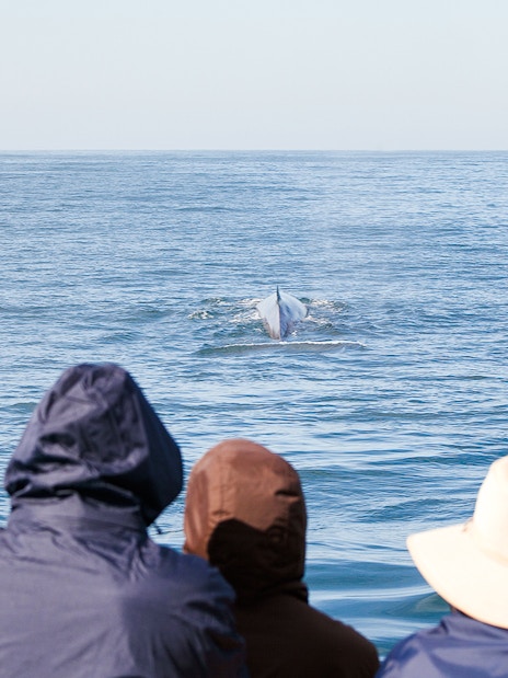 Whale surfaces near boat as group takes photos on whale watching tour.