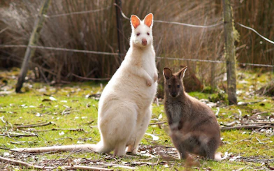 Albino kangaroo and brown kangaroo on Bruny Island tour, Tasmania.