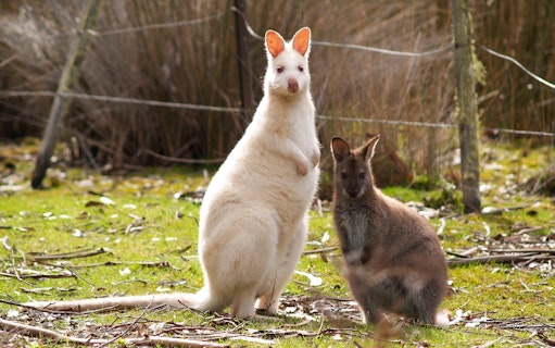 Albino kangaroo and brown kangaroo on Bruny Island tour, Tasmania.