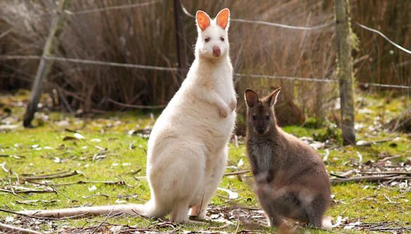 Albino kangaroo and brown kangaroo on Bruny Island tour, Tasmania.
