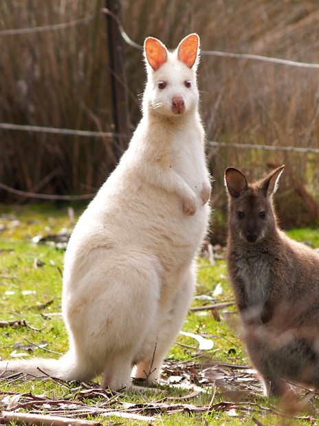 Albino kangaroo and brown kangaroo on Bruny Island tour, Tasmania.