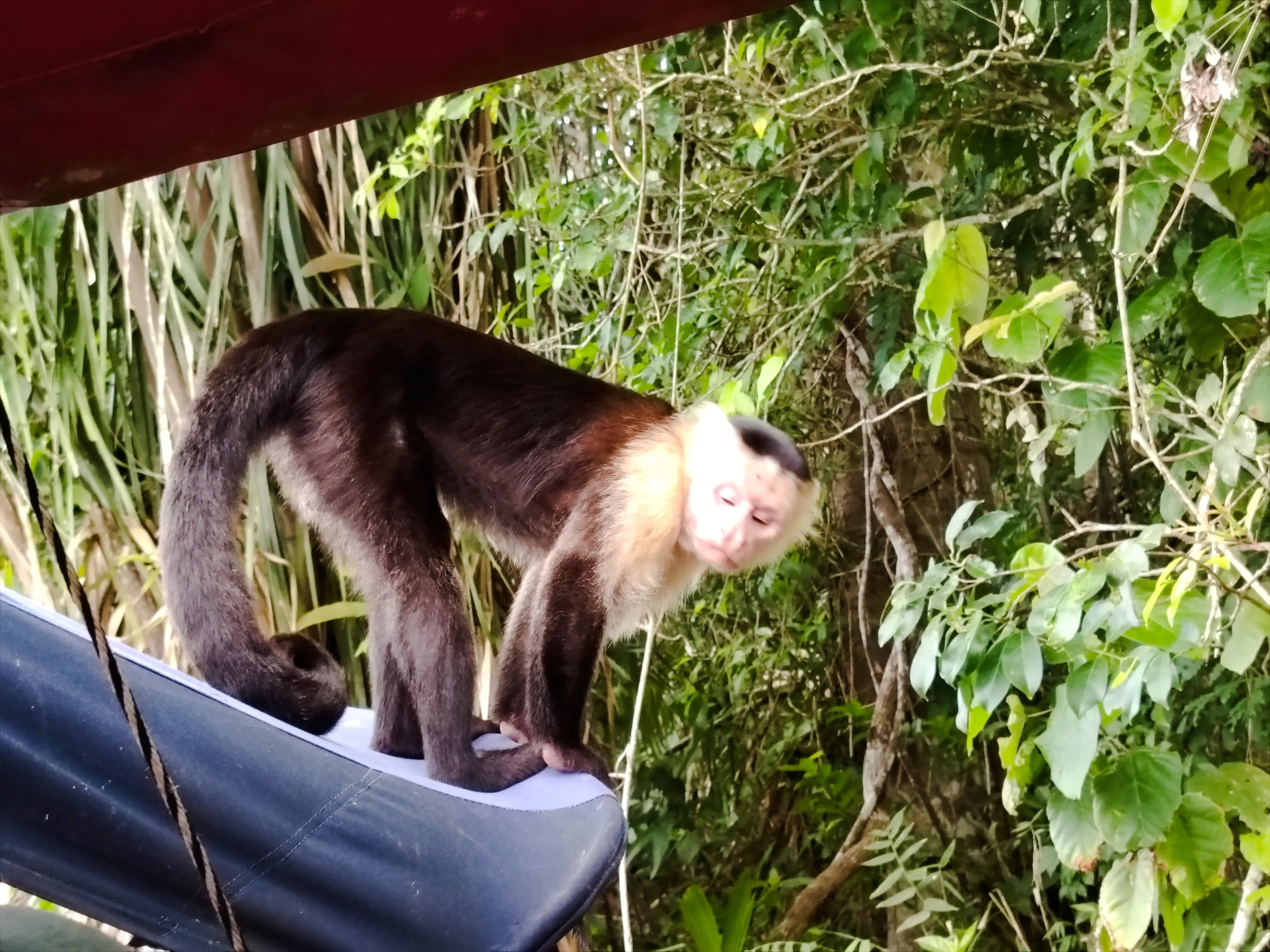 Capuchin monkey on a boat at Monke Island, Panama City.