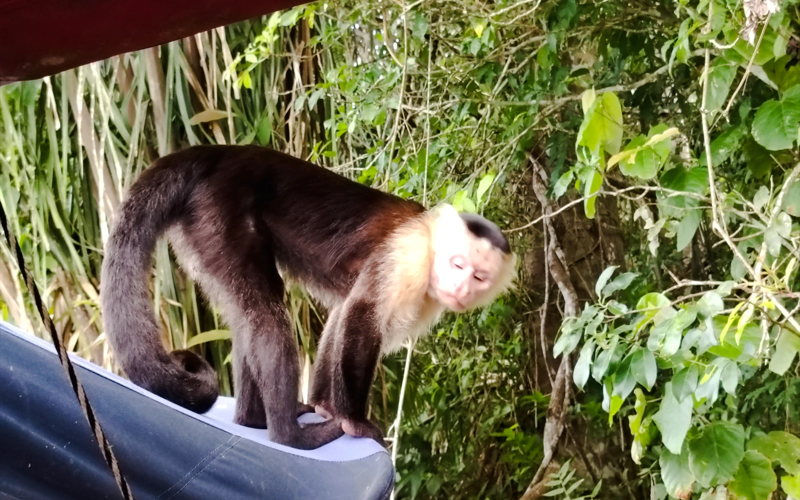 From Panama City: Monkey Island & Emberá Community Day Trip With Lunch (Product 55666)
