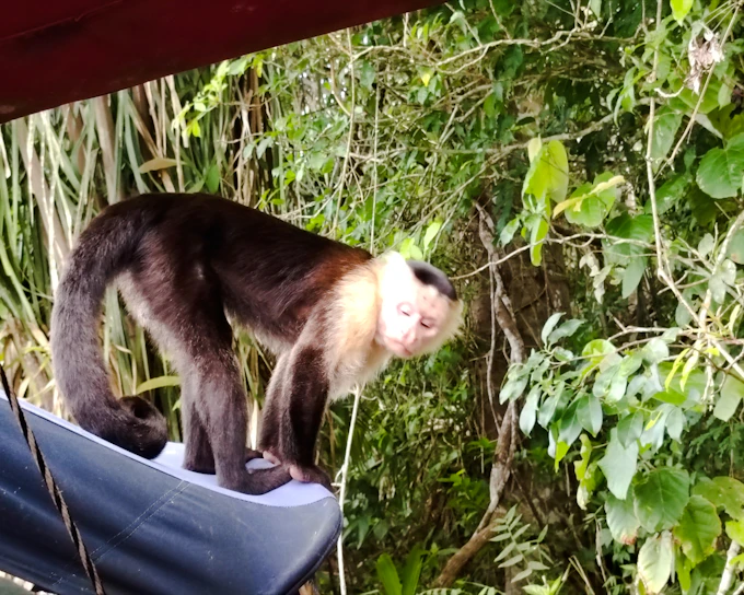 From Panama City: Monkey Island & Emberá Community Day Trip With Lunch (Product 55666)
