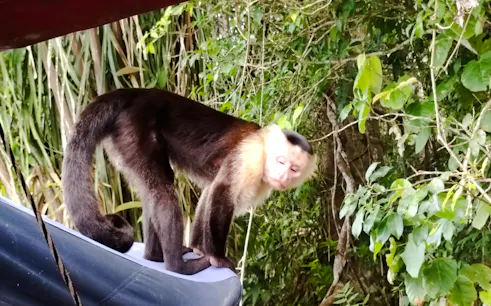 Capuchin monkey on a boat at Monke Island, Panama City.