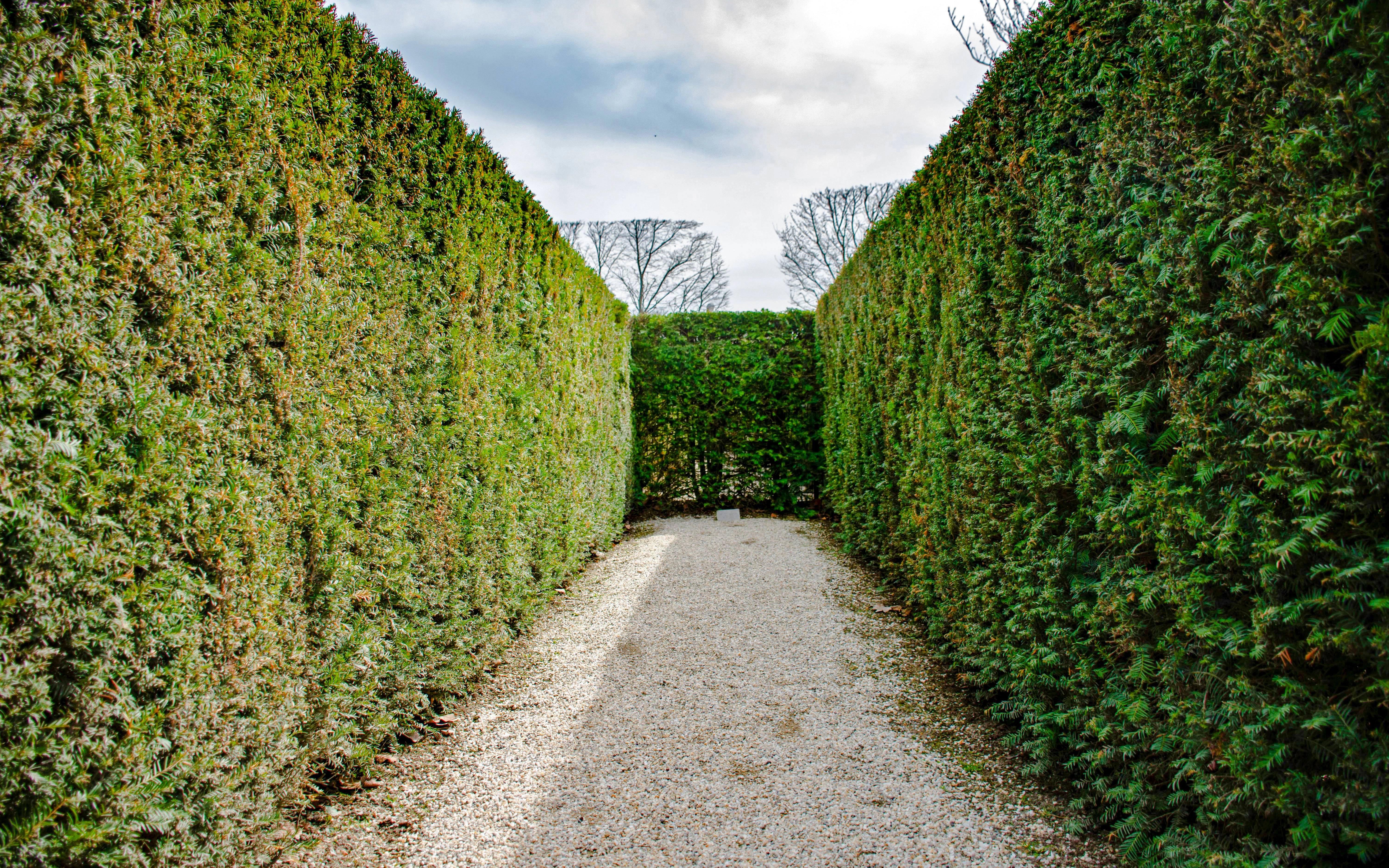 Maze path with tall hedges at Schoenbrunn Palace, Vienna, Austria.