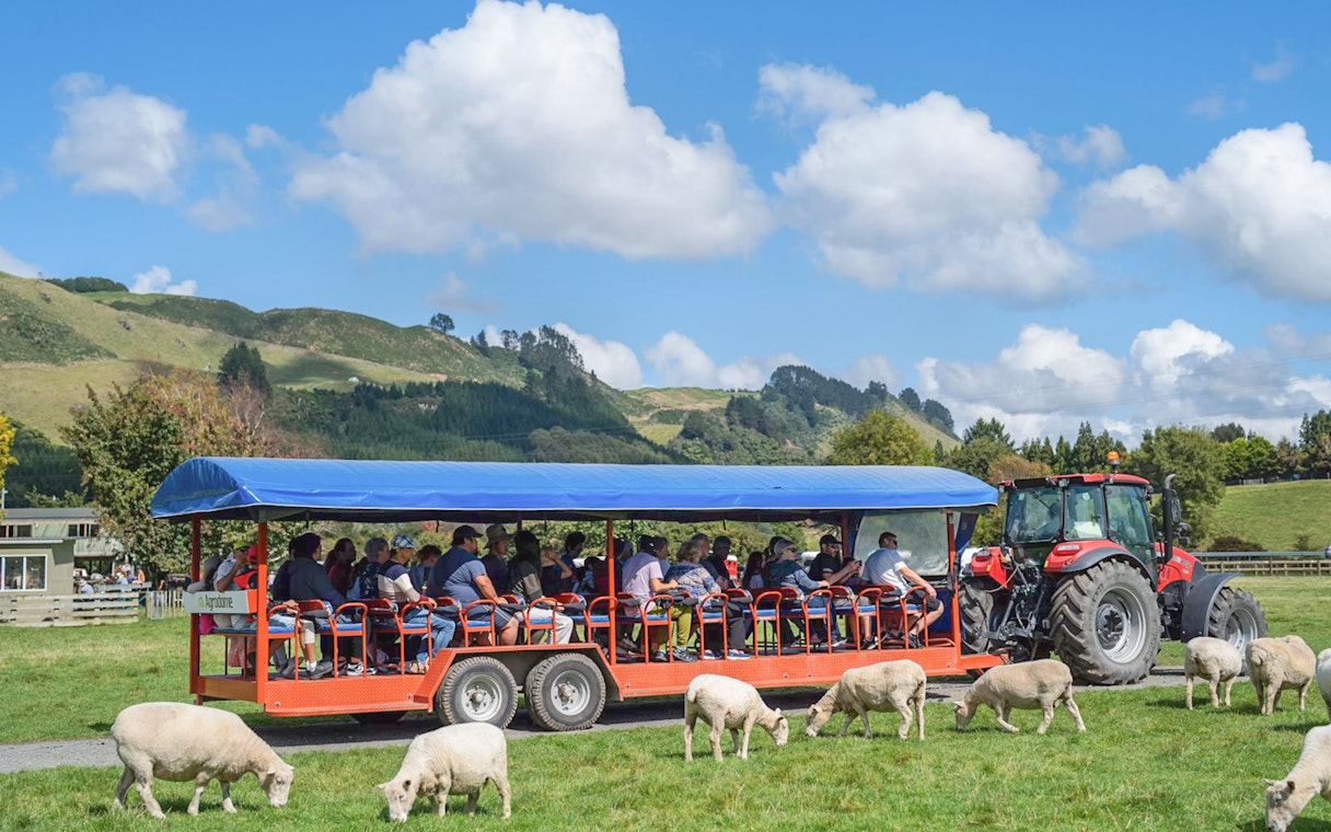 Tourists on a farm trailer at Agrodome, New Zealand, surrounded by grazing sheep.
