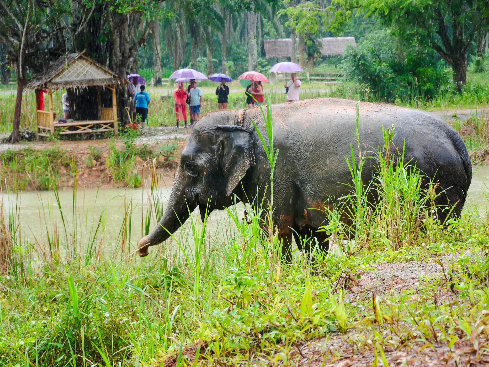 Elephant grazing near a pond at Krabi Roaming Elephant Sanctuary, with visitors in the background.