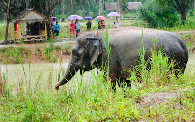 Elephant grazing near a pond at Krabi Roaming Elephant Sanctuary, with visitors in the background.