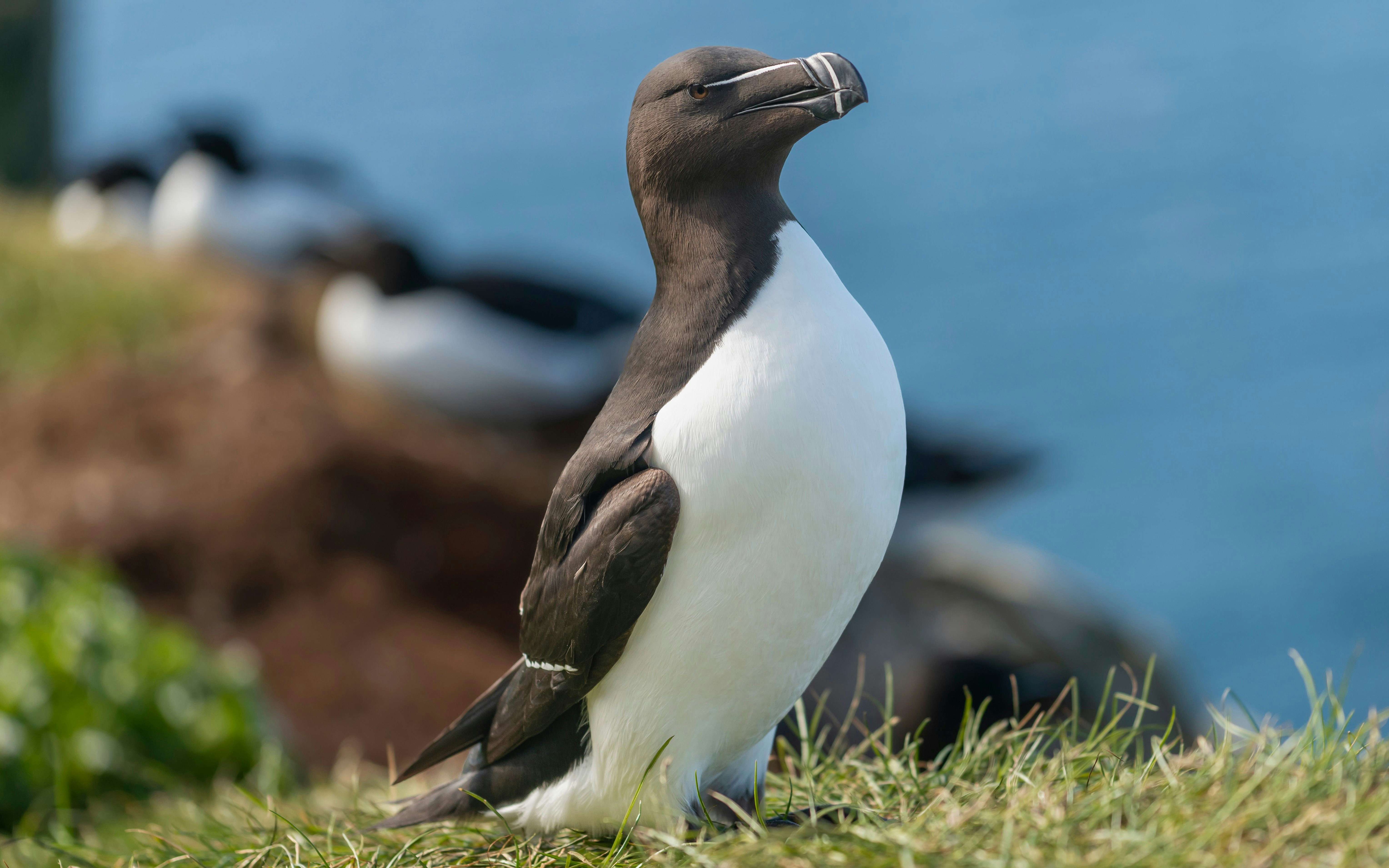 Razorbill standing on grass at the Cliffs of Moher, Ireland.