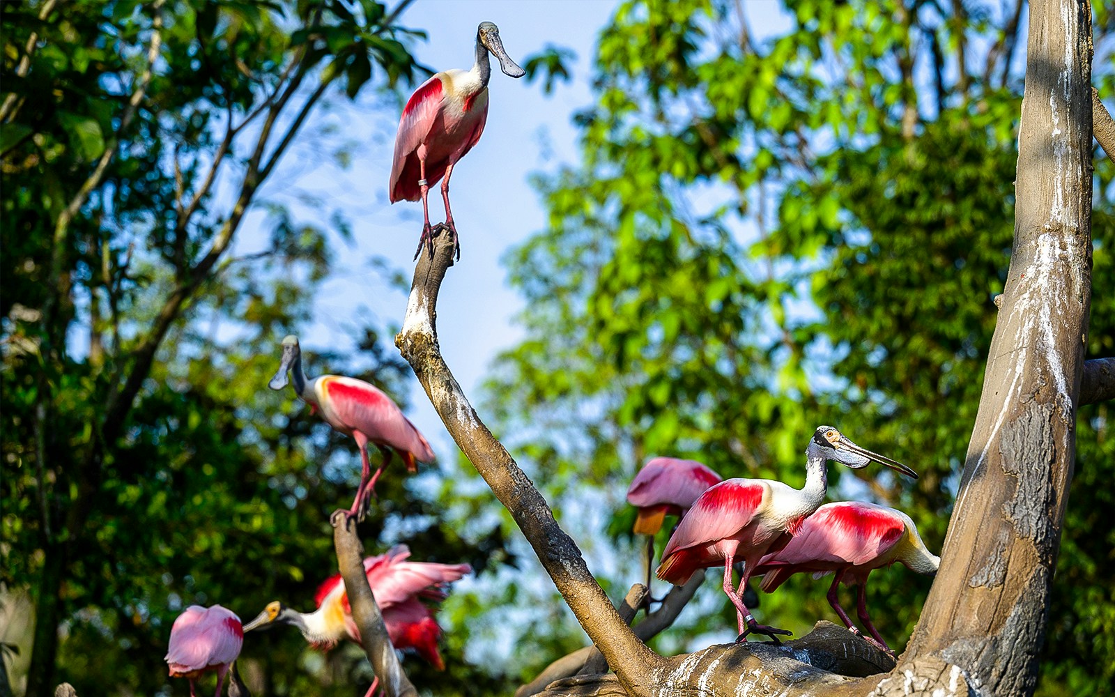 Roseate spoonbills perched on branches at Bird Paradise.