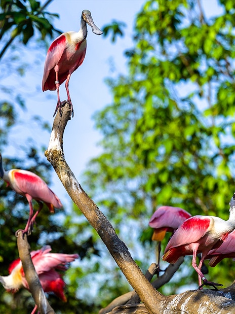 Roseate spoonbills perched on branches at Bird Paradise.