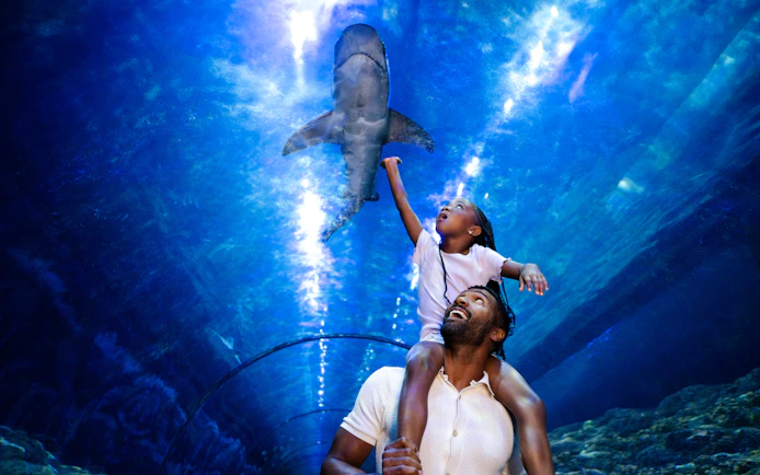 Father and child watching a shark swim overhead at SeaWorld San Diego.