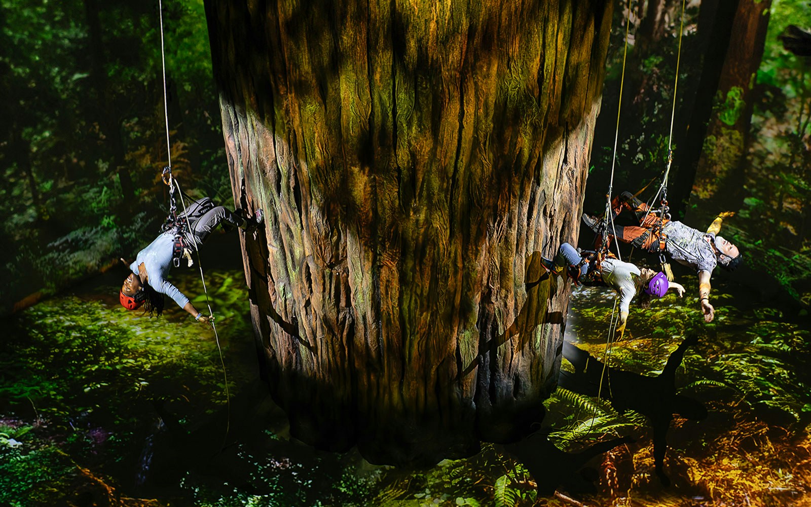 Climbers ascending a giant redwood tree in a forest setting.