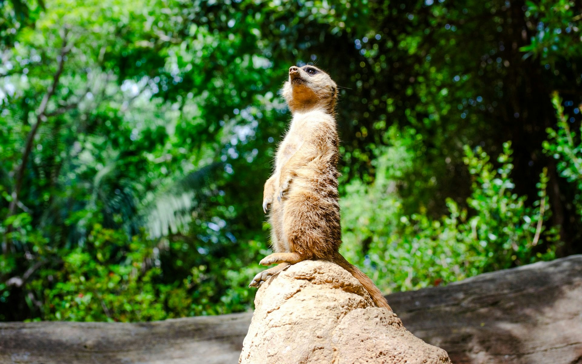 Meerkat standing on a rock at Bioparc Fuengirola, surrounded by greenery.