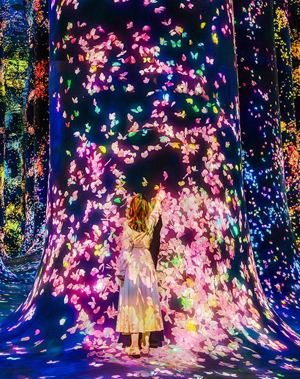 Interactive digital art installation with colorful butterflies at Team Lab Abu Dhabi.