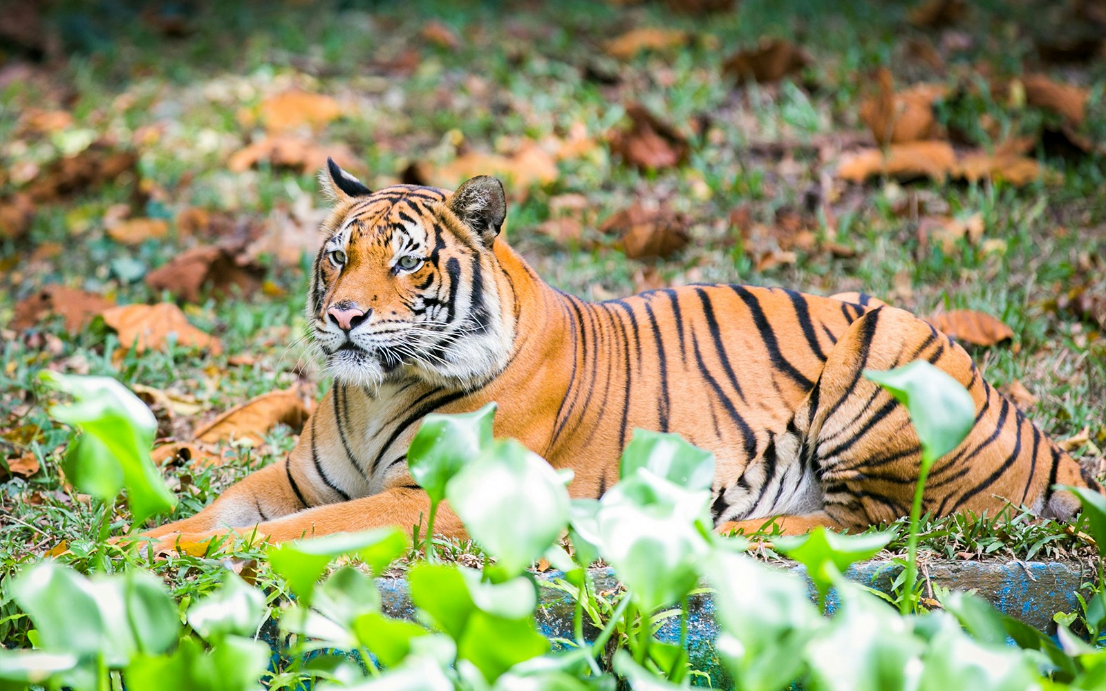 Malayan tiger resting on grass at Zoo Negara, Malaysia.