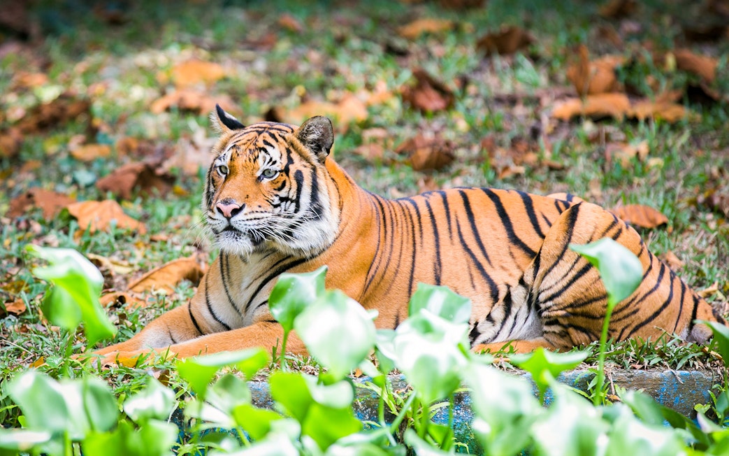 Malayan tiger resting on grass at Zoo Negara, Malaysia.