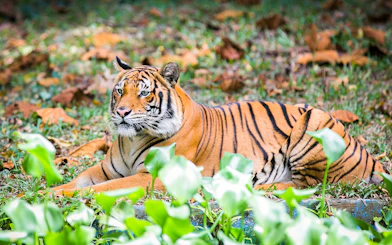 Malayan tiger resting on grass at Zoo Negara, Malaysia.