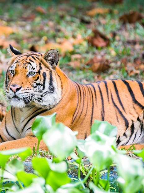 Malayan tiger resting on grass at Zoo Negara, Malaysia.