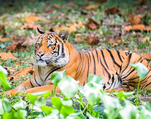 Night Safari Singapore - Malayan Tiger