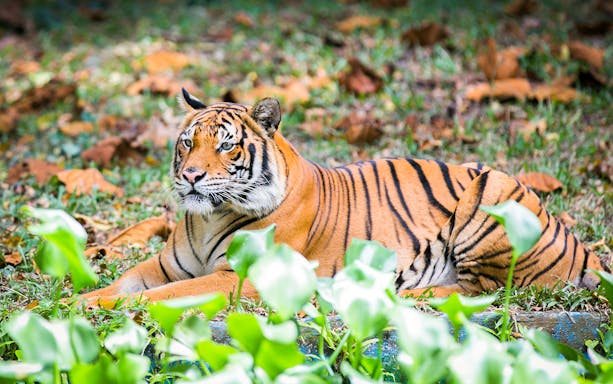 Malayan tiger resting on grass at Zoo Negara, Malaysia.