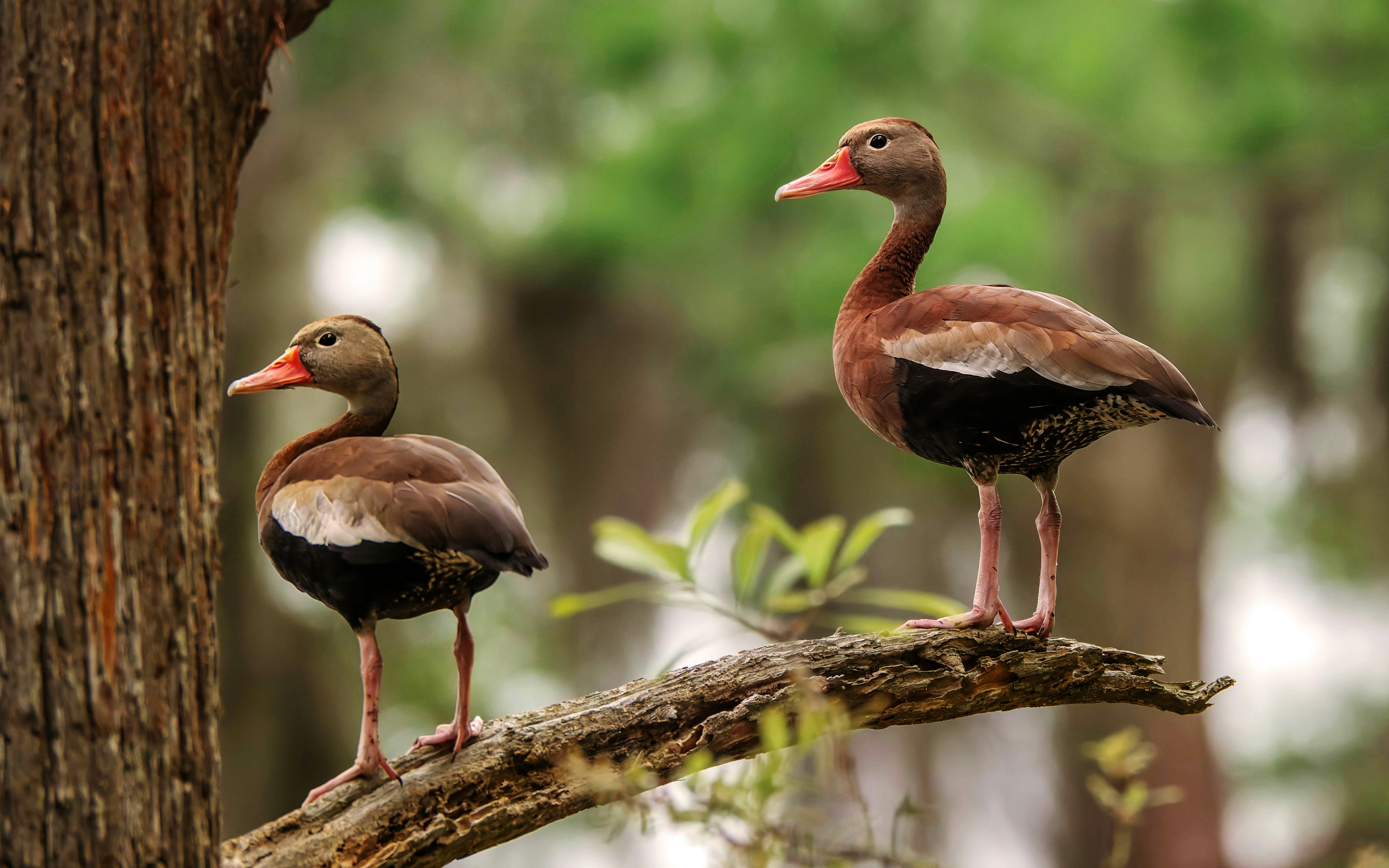 Whistling ducks perched on a tree branch in a lush forest setting.