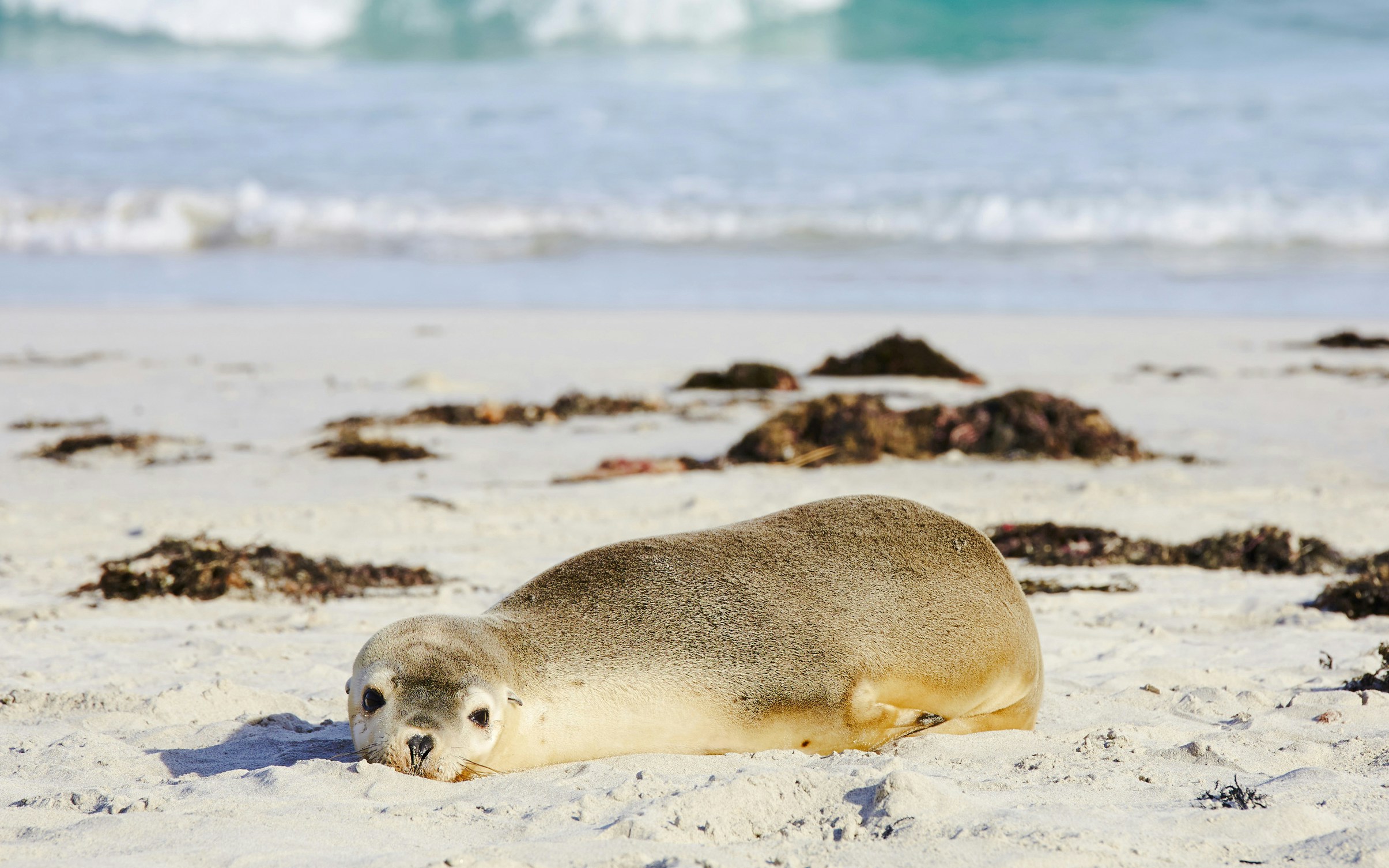 Baby seal resting on the beach at Seal Bay, Kangaroo Island.