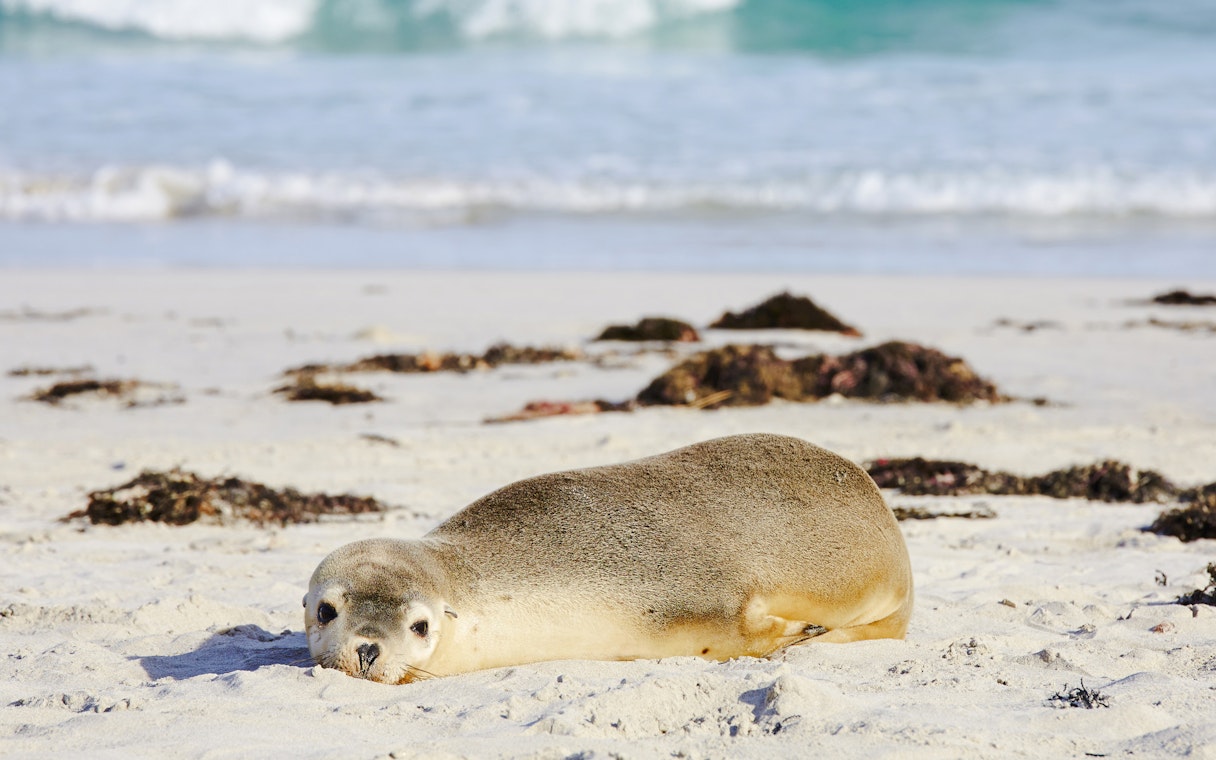 Baby seal resting on the beach at Seal Bay, Kangaroo Island.