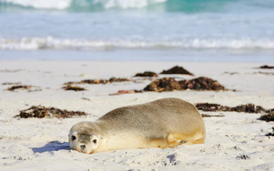 Baby seal resting on the beach at Seal Bay, Kangaroo Island.