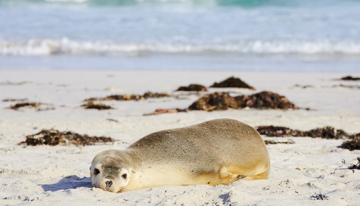 Baby seal resting on the beach at Seal Bay, Kangaroo Island.