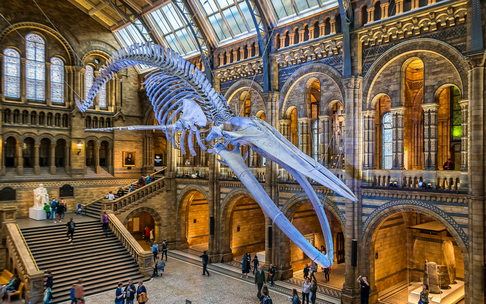 Blue whale skeleton in Natural History Museum gallery, London.