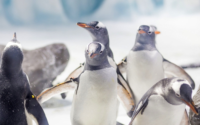 Penguins in icy habitat at Sea Life Konstanz, Germany.
